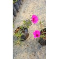 Portulaca grandiflora (Japanese Rose)