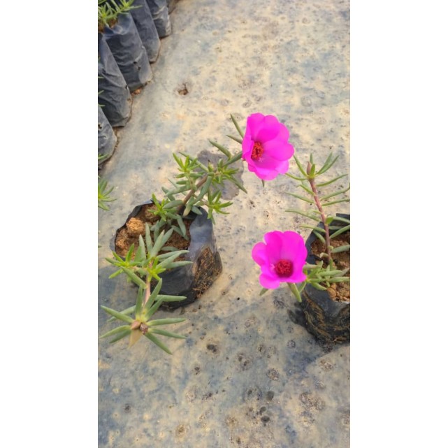 Portulaca grandiflora (Japanese Rose)