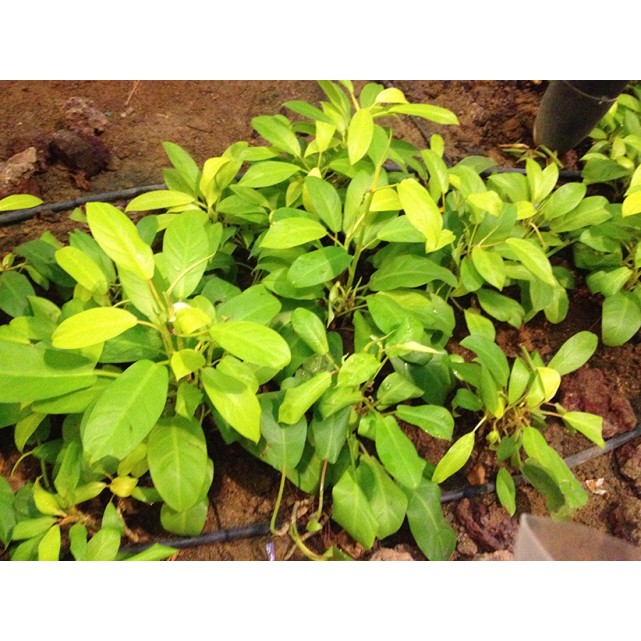 Philodendron erubescens 'Gold'
