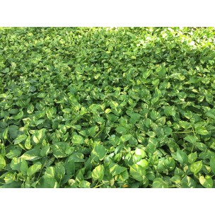 Epipremnum aureum (Money Plant)