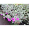 Leucophyllum frutescens (Texas Sage)