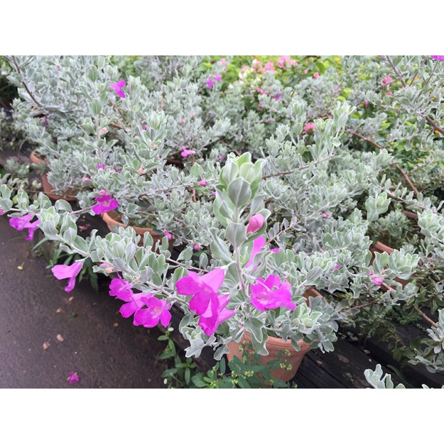 Leucophyllum frutescens (Texas Sage)