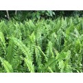 Nephrolepis biserrata (Giant Sword Fern)