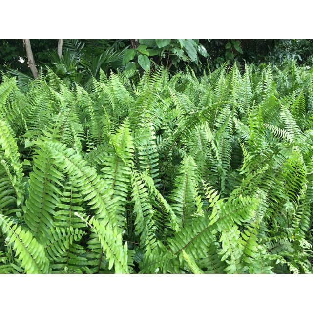 Nephrolepis biserrata (Giant Sword Fern)