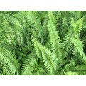 Nephrolepis biserrata (Giant Sword Fern)