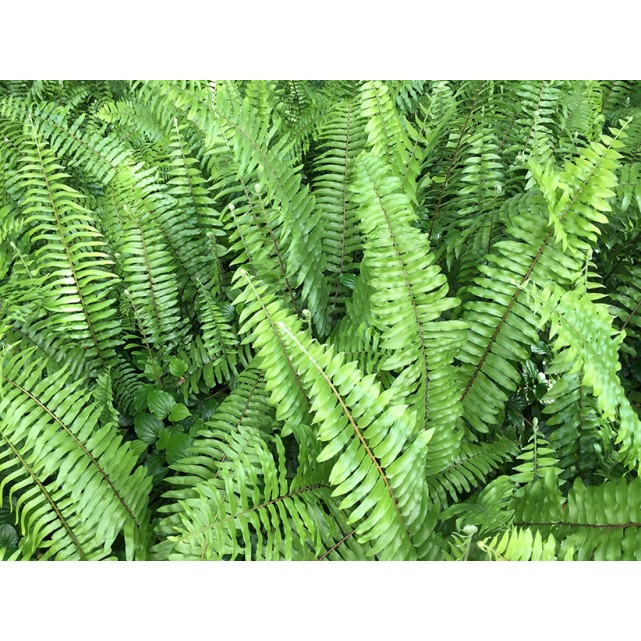 Nephrolepis biserrata (Giant Sword Fern)