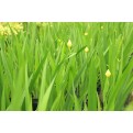 Neomarica longifolia (Yellow Walking Iris)