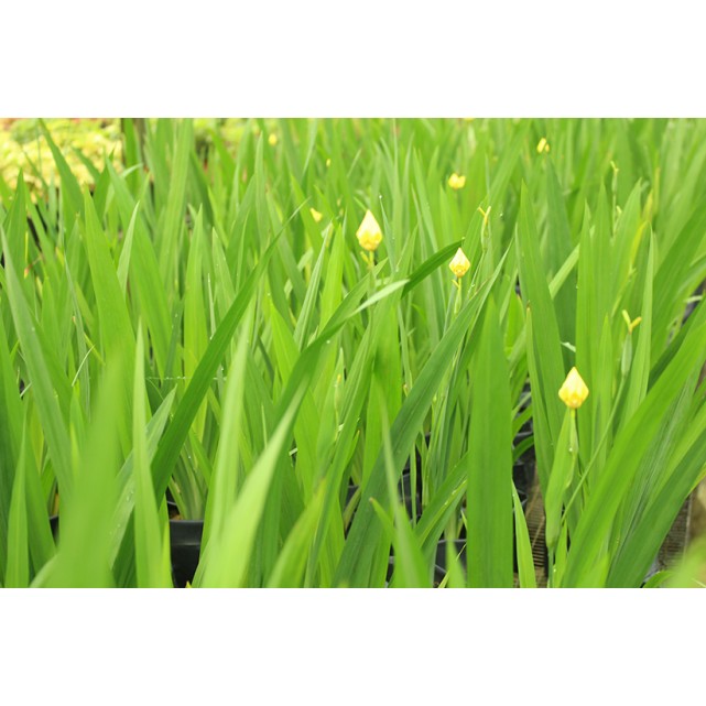 Neomarica longifolia (Yellow Walking Iris)