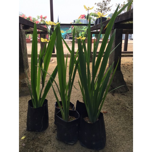 Neomarica longifolia (Yellow Walking Iris)