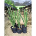 Neomarica longifolia (Yellow Walking Iris)