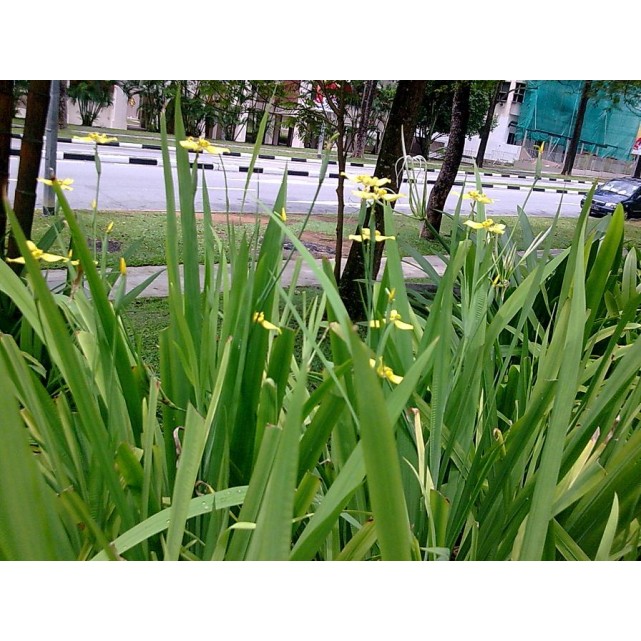 Neomarica longifolia (Yellow Walking Iris)