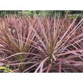 Dracaena reflexa var. angustifolia 'Colorama' (Rainbow Tree)