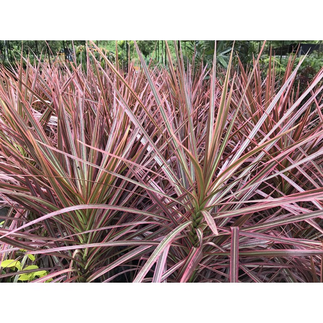 Dracaena reflexa var. angustifolia 'Colorama' (Rainbow Tree)