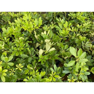 Schefflera arboricola 'Worthy'