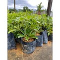 Schefflera arboricola 'Worthy'