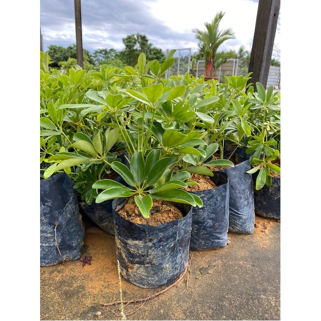 Schefflera arboricola 'Worthy'