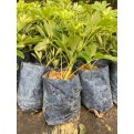 Schefflera arboricola 'Worthy'