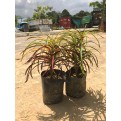 Codiaeum variegatum cultivars (Croton)