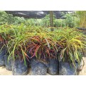 Codiaeum variegatum cultivars (Croton)