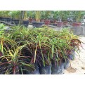 Codiaeum variegatum cultivars (Croton)