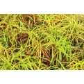 Codiaeum variegatum cultivars (Croton)