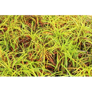 Codiaeum variegatum cultivars (Croton)