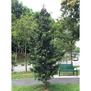 Podocarpus macrophyllus (Buddhist Pine)