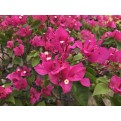Bougainvillea 'Mary Palmer'