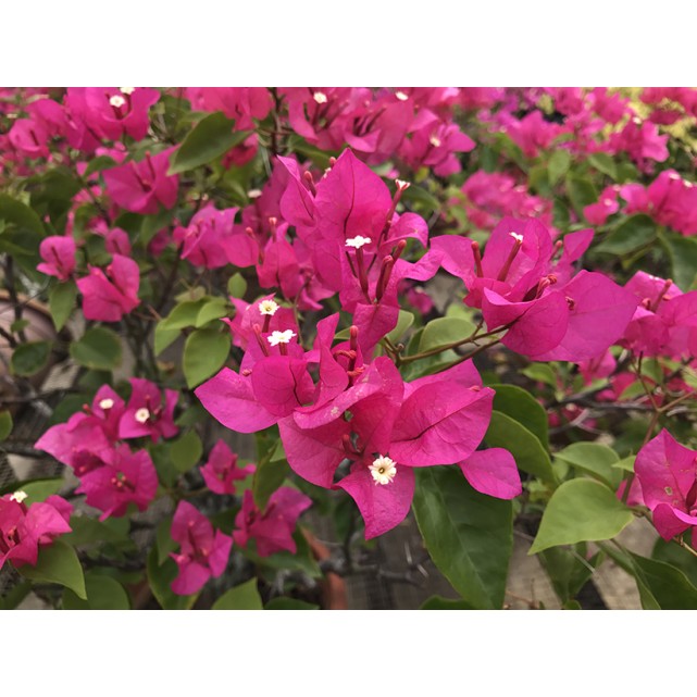 Bougainvillea 'Mary Palmer'