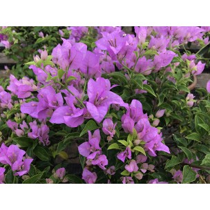 Bougainvillea 'Mrs Eva'