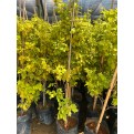 Dendrolobium umbellatum (Sea Dendrolobium)