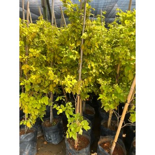 Dendrolobium umbellatum (Sea Dendrolobium)