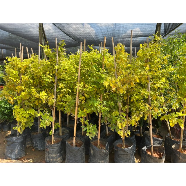 Dendrolobium umbellatum (Sea Dendrolobium)