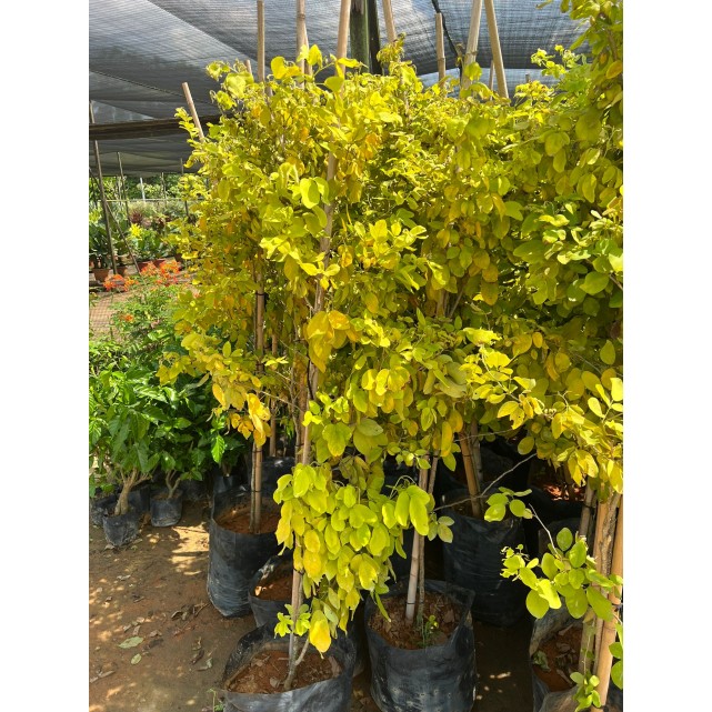 Dendrolobium umbellatum (Sea Dendrolobium)