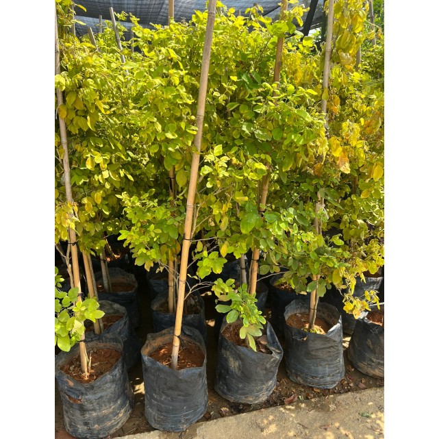 Dendrolobium umbellatum (Sea Dendrolobium)
