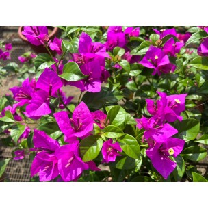 Bougainvillea 'Elizabeth Angus'