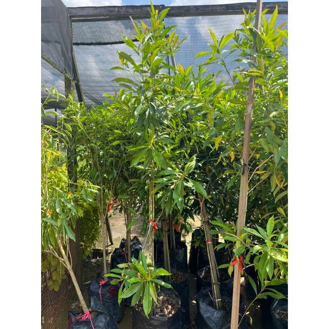 Gardenia tubifera (Golden Gardenia)