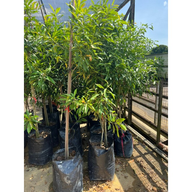 Gardenia tubifera (Golden Gardenia)