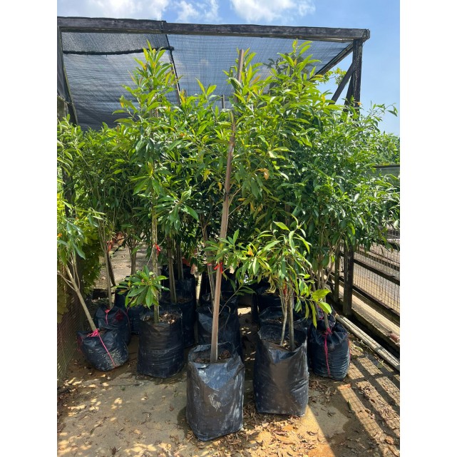 Gardenia tubifera (Golden Gardenia)