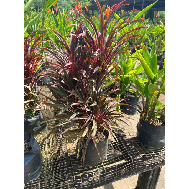 Cordyline fruticosa 'Miniature' (Ti Plant)