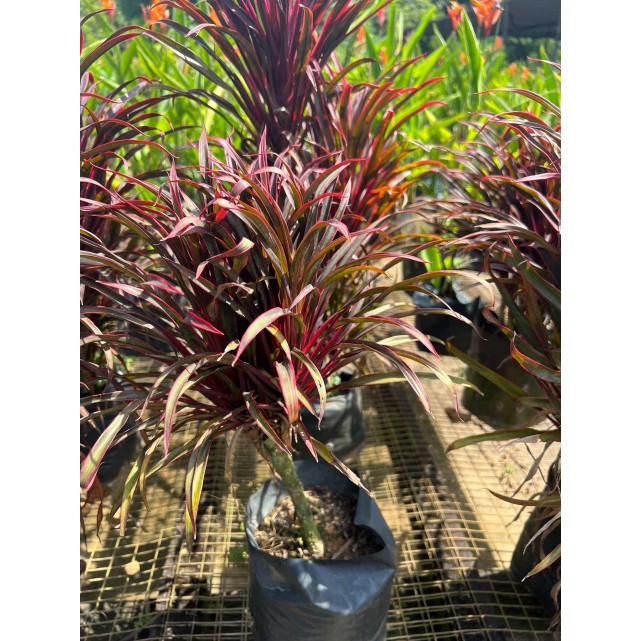 Cordyline fruticosa 'Miniature' (Ti Plant)