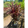 Cordyline fruticosa 'Miniature' (Ti Plant)