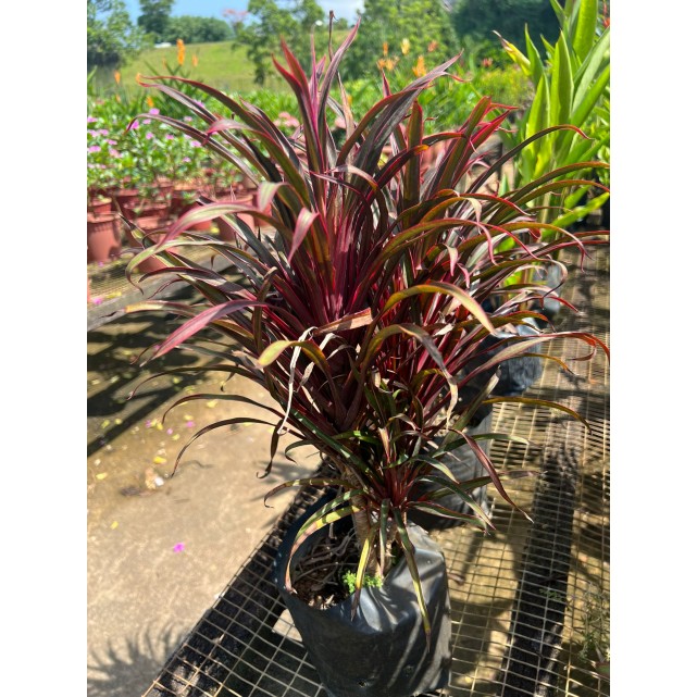 Cordyline fruticosa 'Miniature' (Ti Plant)