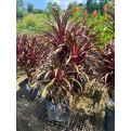 Cordyline fruticosa 'Miniature' (Ti Plant)