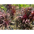 Cordyline fruticosa 'Miniature' (Ti Plant)