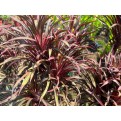 Cordyline fruticosa 'Miniature' (Ti Plant)