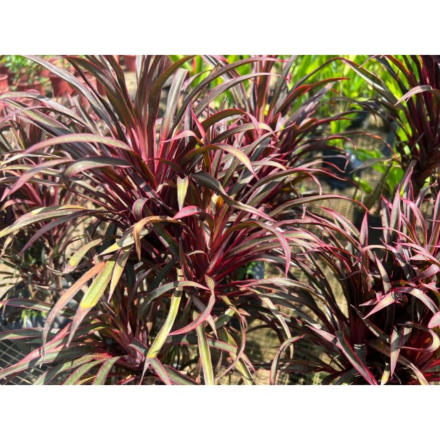 Cordyline fruticosa 'Miniature' (Ti Plant)
