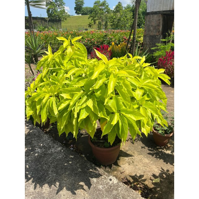 Pisonia grandis 'Alba' (Lettuce Tree)