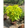 Pisonia grandis 'Alba' (Lettuce Tree)