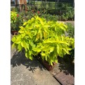 Pisonia grandis 'Alba' (Lettuce Tree)